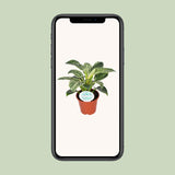 Philodendron Birkin - Ø14cm - ↕25cm Everspring