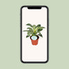 Philodendron Birkin - Ø14cm - ↕25cm Everspring