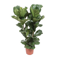 Ficus Lyrata - Ø27cm - ↕100cm Everspring