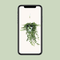 Hedera Wonder Vert - Ø24cm - ↕70cm Everspring