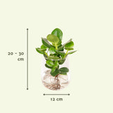 Clusia en verre Kingston - Ø12cm - ↕30cm Everspring