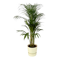Palmier d'Arec - ↨110cm - Ø21cm + Elho Greenville rond blanc D24xH23 Everspring
