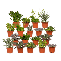 Mélange de plantes succulentes - 18 pièces - 10 cm - Ø8,5 Everspring