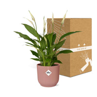 Spathiphyllum 12 cm Torelli + pot  ELHO Vibes Fold 14 cm rose Everspring