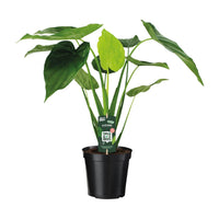 Alocasia cucullata - oreille d'éléphant - Ø19cm - ↕55cm Everspring