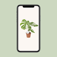 Monstera Deliciosa Variegata - Ø15cm - ↕45cm Everspring