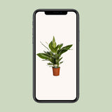 Spathiphyllum Bingo Cupido - Ø19cm - ↕80cm Everspring