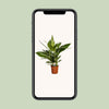 Spathiphyllum Bingo Cupido - Ø19cm - ↕80cm Everspring
