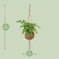 Kokodama Monstera Minima - Plante à trous - Ø15cm - ↕25cm Everspring