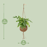 Kokodama Monstera Minima - Plante à trous - Ø15cm - ↕25cm Everspring