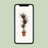Dracaena Magenta - Ø21cm - ↕120cm Everspring