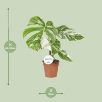 Monstera Deliciosa Variegata - Ø15cm - ↕45cm Everspring