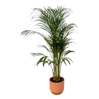 Palmier d'Arec - ↨110cm - Ø21cm + Pot Elho Vibes Fold rond rose D22xH20 Everspring