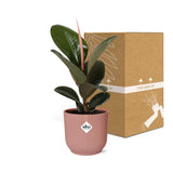 Ficus Elastica ‘Robusta’ + pot ELHO Vibes Fold 14 cm rose Everspring