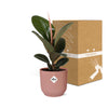 Ficus Elastica ‘Robusta’ + pot ELHO Vibes Fold 14 cm rose Everspring