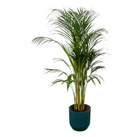 Palmier d'arec - ↨110cm - Ø21cm + pot Elho Vibes Fold rond bleu D22xH20 Everspring