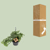 Singe Monstera - Ø14cm - ↕30cm Everspring