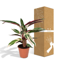 Calathea Triostar - Plante Paon - Ø19cm - ↕70cm Everspring