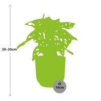 Monstera « Monkey Leaf » + pot ELHO Vibes Fold 14 cm rose Everspring