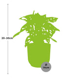 Monstera « Monkey Leaf » + pot ELHO Vibes Fold 14 cm rose Everspring