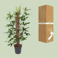 Philodendron Pedatum - Ø24cm - ↕120cm Everspring