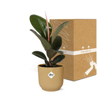 Ficus Elastica ‘Robusta’+ pot  ELHO Vibes Fold 14 cm jaune Everspring