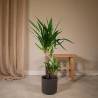 Yucca Elephantipes - Ø17cm - ↕85cm Everspring