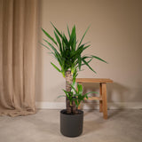 Yucca Elephantipes - Ø17cm - ↕85cm Everspring