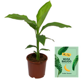 Musa Basjoo - Ø15cm - ↕50cm Everspring