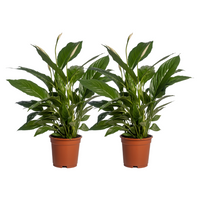 Spathiphyllum Vivaldi - 2 pièces - Ø17cm - ↕70cm Everspring