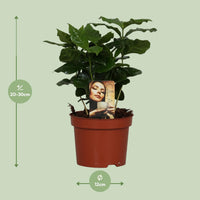 Caféier Arabica - Ø12cm - ↕25cm Everspring