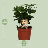 Caféier Arabica - Ø12cm - ↕25cm Everspring