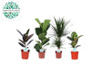 Plantes d'intérieur Green Mix Lopez - 4 pièces - Ø17cm - ↕55-75cm Everspring