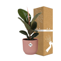 Ficus Elastica ‘Robusta’ + pot ELHO Vibes Fold 14 cm rose Everspring