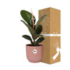 Ficus Elastica ‘Robusta’ + pot ELHO Vibes Fold 14 cm rose Everspring