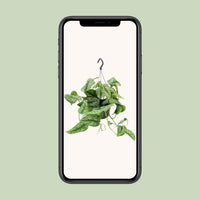 Scindapsus Pictus Trebie - Ø15cm - ↕25cm Everspring