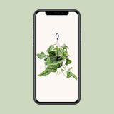 Scindapsus Pictus Trebie - Ø15cm - ↕25cm Everspring