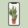 Sansevieria Moonshine - Ø17cm - ↕60cm Everspring