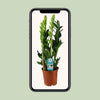 Zamioculcas Zamiifolia - Ø17cm - ↕65cm Everspring