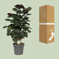 Polyscias Scutellaria Fabian - Ø19cm - ↕60cm Everspring