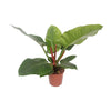 Philodendron Impérial Vert - Ø17cm - ↕60cm Everspring