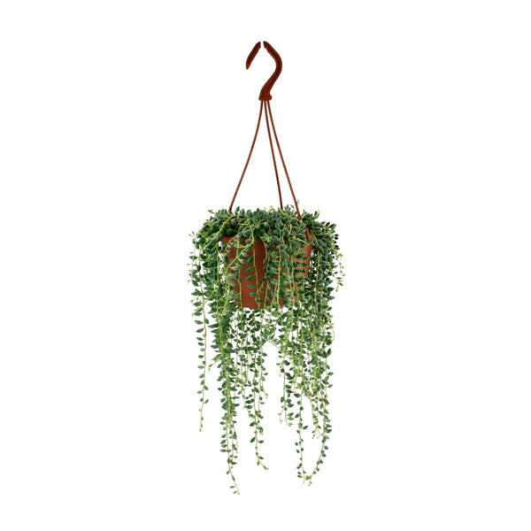 Senecio Herreianus - Ø12cm - ↕20cm Everspring