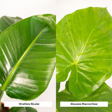 Strelitzia Nicolai - Ø19cm - ↕85cm + Alocasia Macrorrhiza - Ø19cm - ↕70cm Everspring