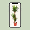 Yucca Elephantipes - Ø24cm - ↕125cm Everspring