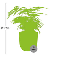Asperges Setaceus ‘Plumosus’ + pot ELHO Vibes Fold 14 cm rose Everspring