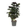 Polyscias Scutellaria Fabian - Ø19cm - ↕60cm Everspring