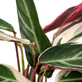 Calathea Triostar - Plante Paon - Ø19cm - ↕70cm Everspring