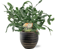 Phlebodium Blue Star - Ø12cm - ↕35cm + joli Pot D14x13cm - Noir Everspring