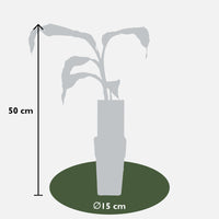 Musa Basjoo - Ø15cm - ↕50cm Everspring