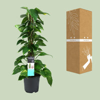 Scindapsus (Epipremnum) - Ø19cm - ↕80cm Everspring